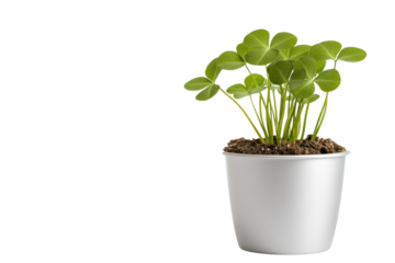 Clover in the Pot: A captivating shot of a vibrant, potted clover. The rich green leaves sprout from fertile soil. The sturdy silver pot makes a stunning backdrop for the fresh clover