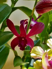 Maroon red Orchid beautiful flower