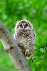初夏の高原で出会えるふわふわの産毛のかわいらしい身近な野鳥、フクロウのひな