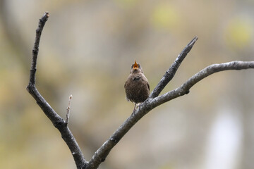 軽井沢等の渓流や高原で見られるとても小さい、夏の山の人気のある小鳥ミソサザイ