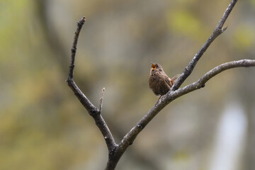 軽井沢等の渓流や高原で見られるとても小さい、夏の山の人気のある小鳥ミソサザイ