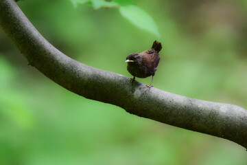 軽井沢等の渓流や高原で見られるとても小さい、夏の山の人気のある小鳥ミソサザイ