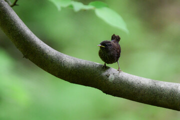軽井沢等の渓流や高原で見られるとても小さい、夏の山の人気のある小鳥ミソサザイ