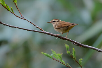 初夏に高原や公園の森で出会えるとても小さなかわいらしい野鳥、夏鳥のヤブサメ