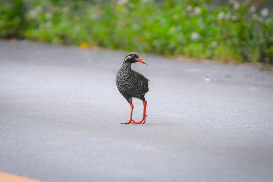 飛べない鳥 Images – Browse 524 Stock Photos, Vectors, and Video