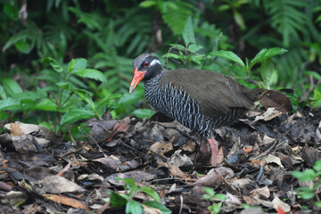 白黒のゼブラ模様に赤い嘴と脚が目立つ、沖縄固有種の人気者、飛べない鳥ヤンバルクイナ