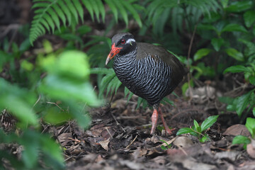 白黒のゼブラ模様に赤い嘴と脚が目立つ、沖縄固有種の人気者、飛べない鳥ヤンバルクイナ