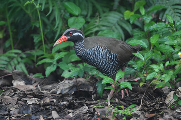 白黒のゼブラ模様に赤い嘴と脚が目立つ、沖縄固有種の人気者、飛べない鳥ヤンバルクイナ