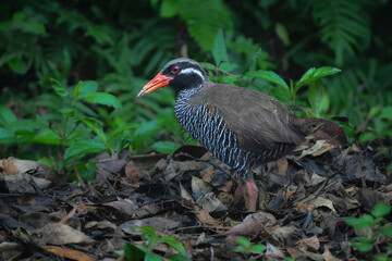 白黒のゼブラ模様に赤い嘴と脚が目立つ、沖縄固有種の人気者、飛べない鳥ヤンバルクイナ