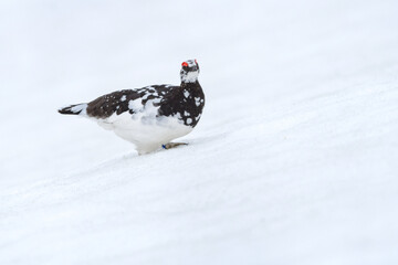 立山や北アルプスの高山で出会える希少な特別天然記念物の人気者、ライチョウ