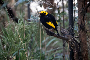 Regent Bowerbird (Sericulus chrysocephalus)