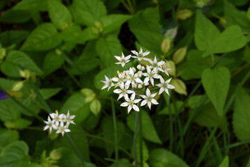 ニラの花
