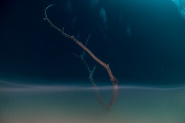 Submerged driftwood rests on the ocean floor in a deep blue environment.