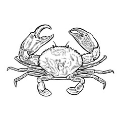 Crab Line Art – Minimalist Seafood Illustration Vector