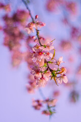 Pink cherry blossom
