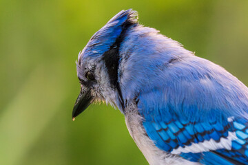 blue jay on a branch