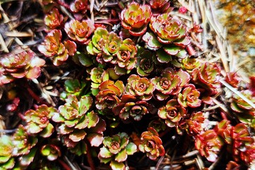 red and green  plants