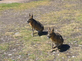 Two Patagonian mara sitting on grass in Kangaroo creek farm, Kelowna