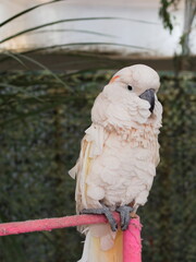 Beautiful pink cockatoo standing on a pole in Kangaroo creek farm, Kelowna