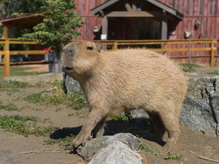 Capybara looking into camera with runny nose in Kangaroo creek farm, Kelowna