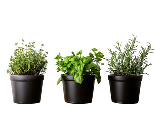 Fototapeta premium Three dark potted herbs on a wooden shelf against a withe background png