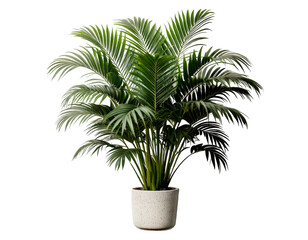 Obraz premium Top view of potted houseplant white background png