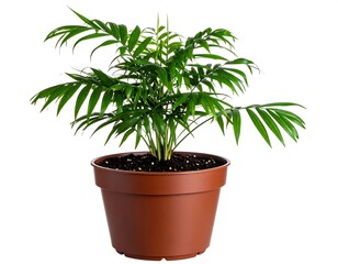 Fototapeta premium Young palm plant in terracotta pot