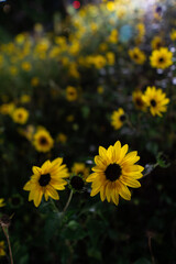 Yellow flowers