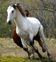 A Chase Between Wild Stallions