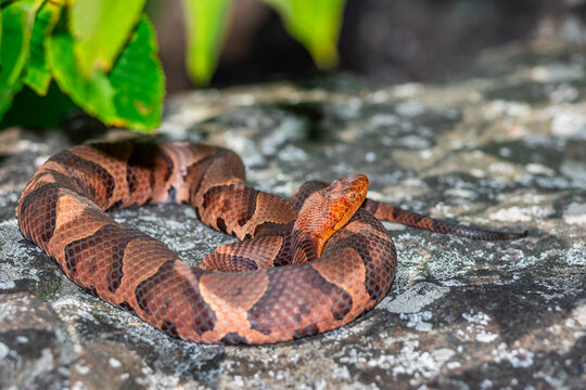 Eastern (northern) copperhead from a Connecticut gestating site in late summer. 