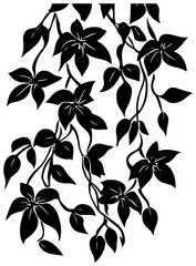 Rangoon creeper vine silhouette drawing