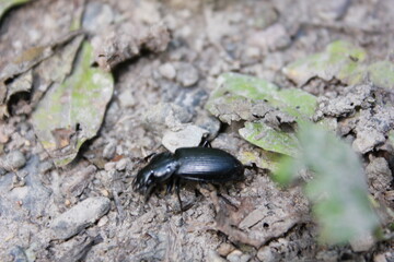 the bug on the ground