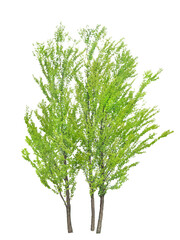 カツラ　自然な雰囲気