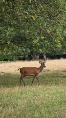 A deer with large antlers walking through a grassy field under the shade of a large leafy tree
