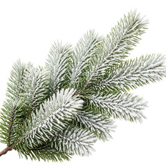 christmas tree branch