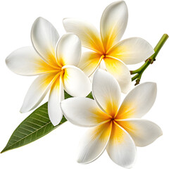 Obraz premium Exquisite plumeria flowers with a vibrant yellow center, perfect for adding a touch of serene elegance to any design project.