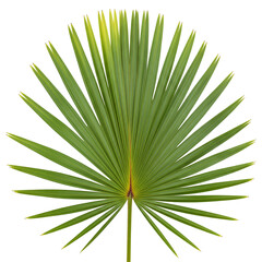 palm tree isolated on white
