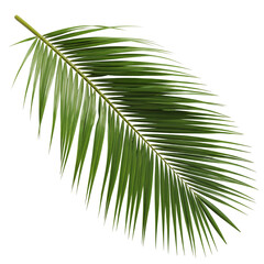 palm tree leaves