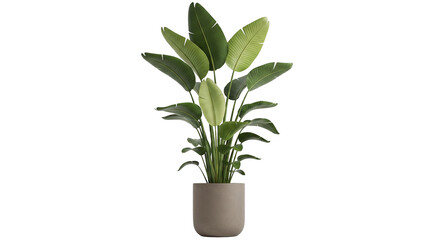 green plant in a pot decorate