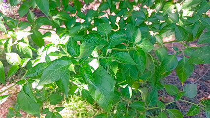 a picture of green chili plant