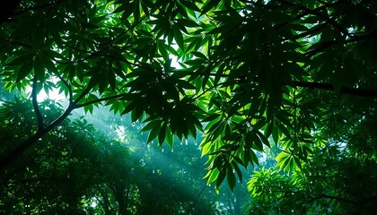Fototapeta premium Emerald canopy drips with rain, sunlight filtering through leaves, peaceful, water