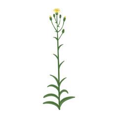 foxglove flower, hawkweed, vector drawing wild plant at white background, floral element, hand drawn botanical illustration