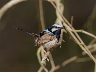 Male Superb Fairywren (Malurus cyaneus) perched on a branch