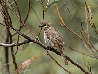 Yellow-faced Honeyeater (Caligavis chrysops) in the Australian bush perched on a branch with green bokeh background