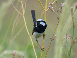 Male Superb Fairywren (Malurus cyaneus) perched on a long grass stalk with bokeh background