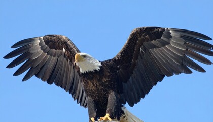 Fototapeta premium Bald eagle in flight (1)