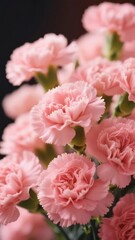 Fototapeta premium Bouquet of Soft Pink Carnations in Full Bloom