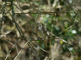Yellow Faced Honeyeater (Caligavis chrysops) perched on a lantana branch