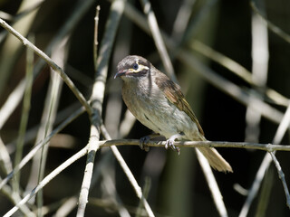 Yellow Faced Honeyeater (Caligavis chrysops) perched on a lantana branch