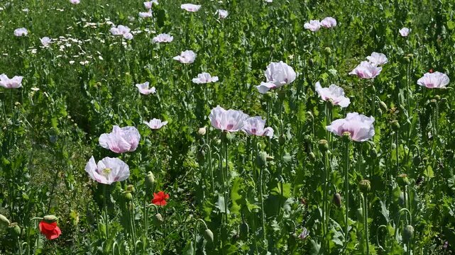 Flowering white poppy seed flowers (Papaver somniferum). Agricultural field of opium poppy or breadseed poppy.